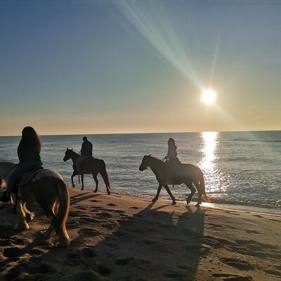 Family Horses Equitazione